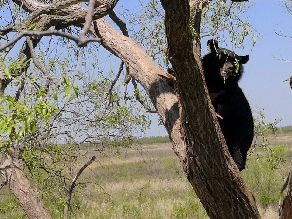 mmexport1526704170432