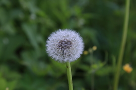 20170604130207_IMG_5643