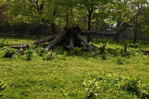 2026年5月25日黑龙江凤凰山高山花园和大峡谷休闲2日游（免景区门票）
