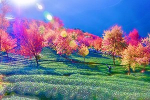  2025年11月26号到12月7号【七彩云南之腾冲银杏村+芒市+瑞丽+无量山樱花+丙中洛三江奇观+和顺古镇】12日游 