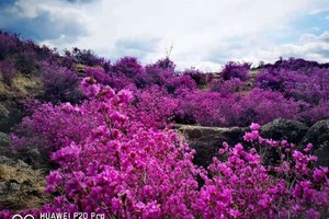  2026年5月2日火山岩杜鹃花海+杏花节+品镜泊湖开江鱼，赏花摄影一日游。  