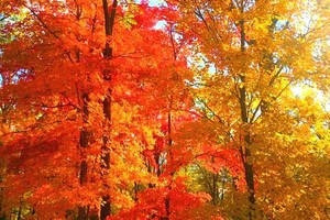 2026年10月5日天桥岗登山穿越赏红叶
