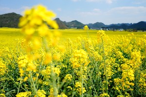   2026年3月5号到3月15号云南滇东南11天高端环线纯玩户外团。九龙瀑布、元阳梯田、普者黑，建水古城、碧色寨、罗平