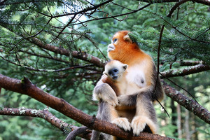 2026年6月5号到17号湖北神农加+武当山+三峡之巅+白帝城+瞿塘峡+重庆，十三日高端休闲游