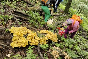 2026年6月27日生菜顶子-高台庙环穿登山采蘑菇