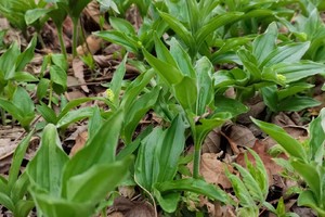2026年4月25日秃老婆顶子登山采菜