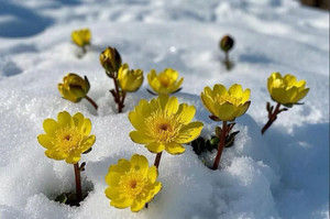 2026年3月21日旺起花砬子登山赏冰凌花+大石村品开江鱼
