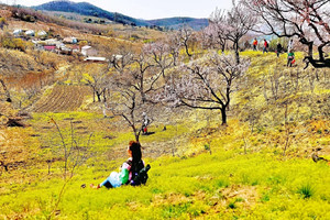 2026年4月6日南双桠山-蛟河果树场土门子水库-东南沟环线登山挖野菜赏冰凌花