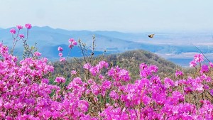 2026年4月18日永吉西阳白石砬子登山摄影采野菜