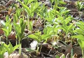 2026年4月19日蛟河果树场土门子水库-土顶子水库-土顶子山环线登山挖野菜