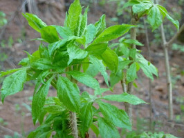 2026年4月23日草木沟水库-沙河南沟-小猪石徒步踏青采野菜