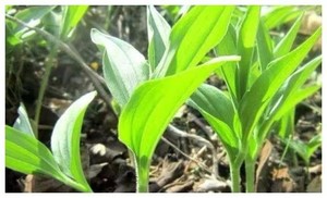  2026年4月25日蛟河六道河 西南山采刺五加-山糜子