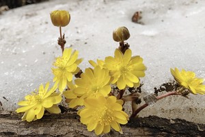 2026年3月8号大绥河磨盘山沟-迎门沟-罗圈沟登山徒步赏冰凌花