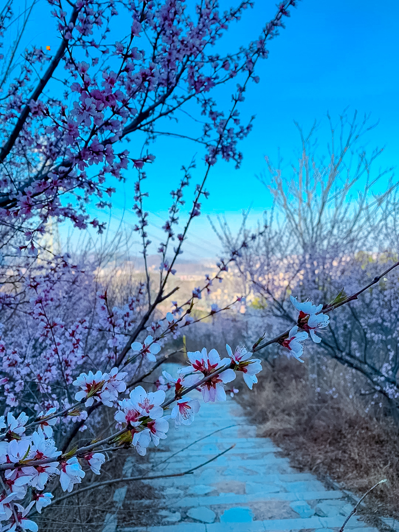 京西古道万佛堂旧村，10公里徒步看满山花海_2_蜜饺爱自然_来自小红书网页版.jpg