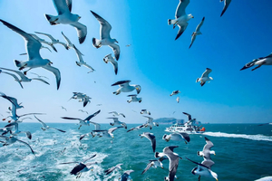 余位7*【清明|3.5日】长岛｜海上仙山长岛の蓬莱-长岛-庙岛-万鸟岛-月亮湾-与海鸥为伴