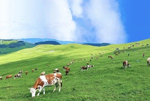 三六日发*【周末|1日】饮牛渠｜小众高山草甸秘境の饮牛渠-漫山野花+溪流牛羊+空中草原徒步穿越10公里<初级> 
