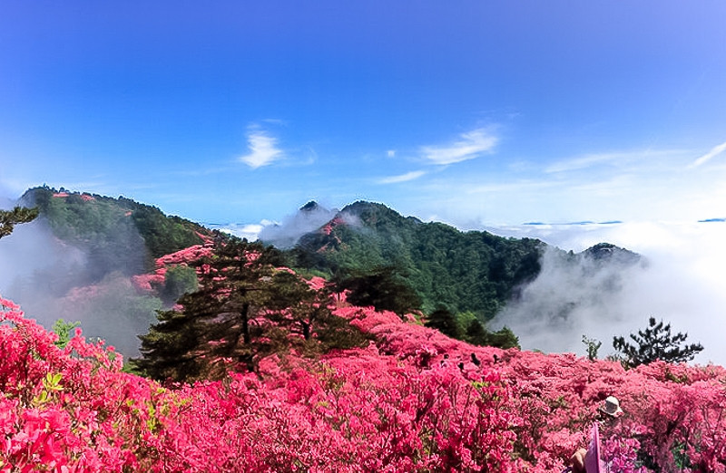 大别山秘境麻城杜鹃马鬃岭天堂寨黄鹤楼长江大桥休闲5日游全程纯玩无