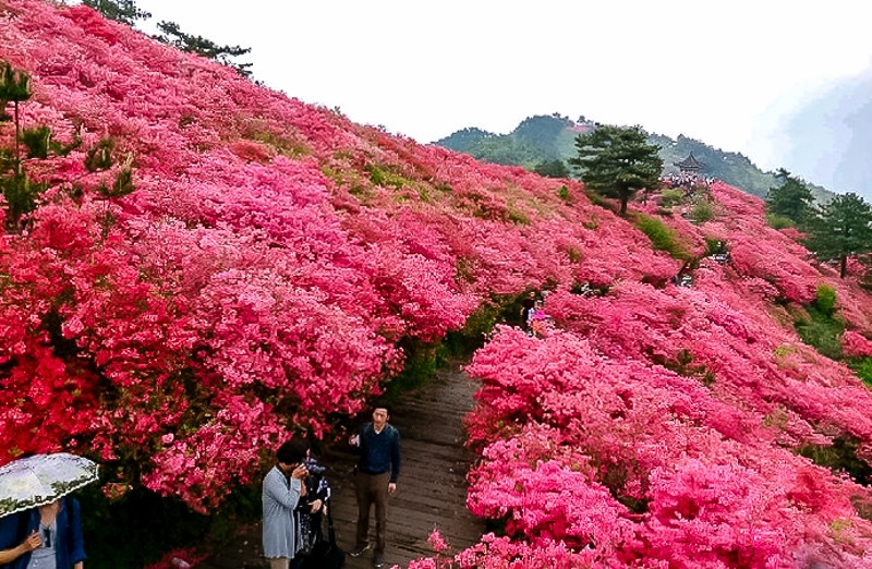 大别山秘境麻城杜鹃马鬃岭天堂寨黄鹤楼长江大桥休闲5日游全程纯玩无