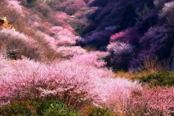 重点短线丨3月7日 三生三世三凤山 桃花林里桃花红