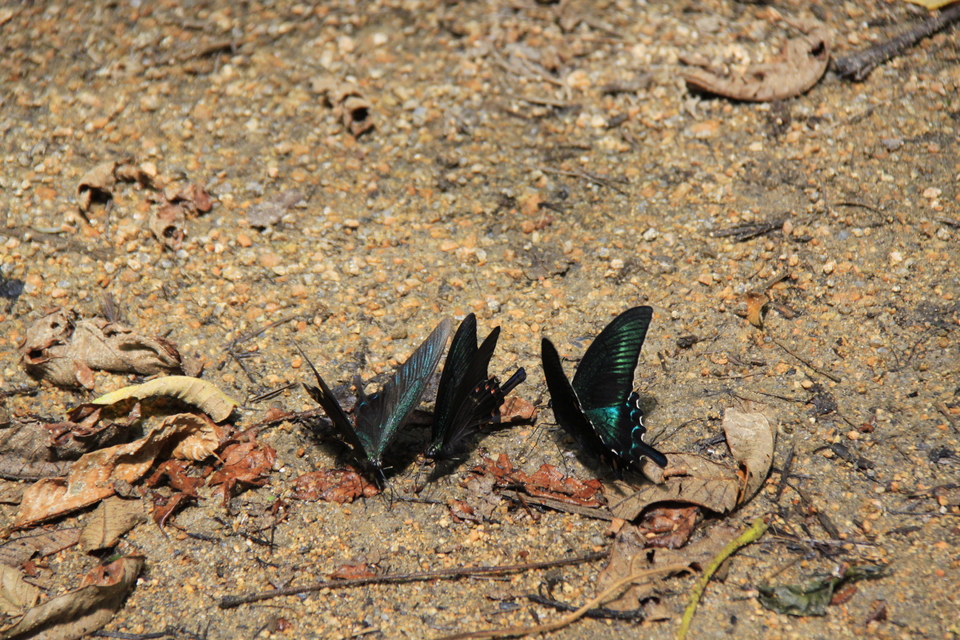 PAXO46pq80Rj0mVlDRh1z-n6jWTbDUySEh5UU1D_bodjFRcfTkSjClRth-rxk2vt