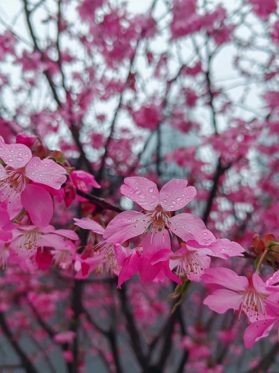 7Ds5-EJiG-vgslGw9C-3TLnWW1y6XH-E86Ld8wD3E8zPxVDO4rH1fRt-lsXWDV-X