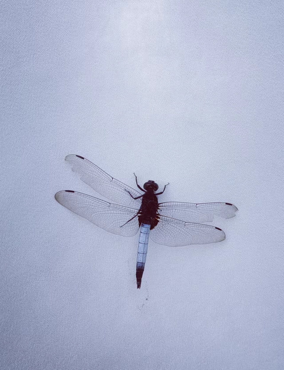 zJNbQ0us5MzLlHCB7qISDsdDIgXPxcRP_IoUp25ITMuMa85Ebd8MiCaYf964WHO2