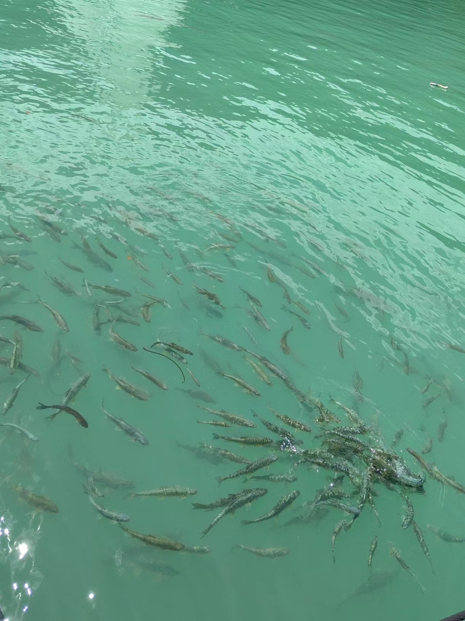 6KvP8R_Oaw-V_Q6wj7wem1rq-6Mc5V8MoCfc0gMAghZ31jgNEW1Ia70YipP-x-0I