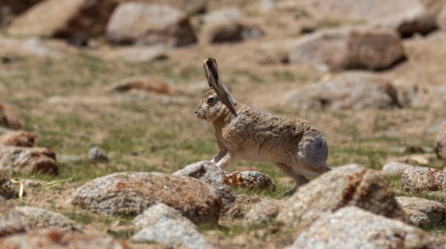 yAsuYVWWkrBTWL9zTO5V9ZPwI6wNcQIUyZNXiD1MrD7RGZa-vNFwP9xUpYe48Gec