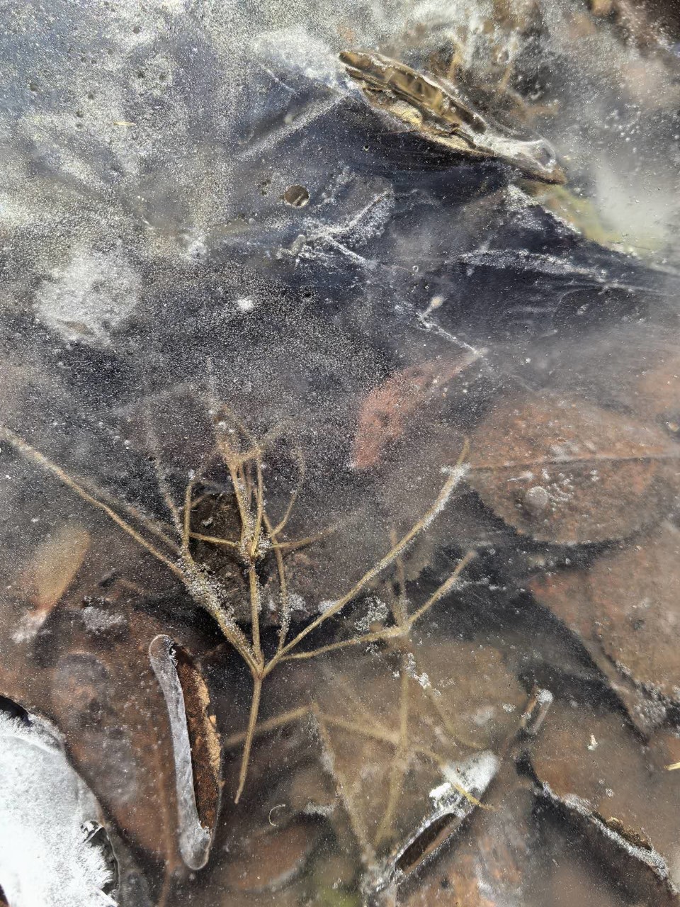 1FgqSml9A1cX4ic5yJDb330upOvvv85rI4jGJvCEp8inCVHpjqxe5vsyelPzUADe