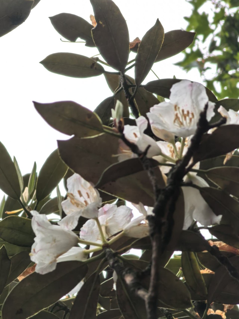 uFZoo1rkq_Vu9qhGIyHalSgn95zcYc47OGB2nOS_DmjFqUC8BnNJvQHcWd8V3W1c