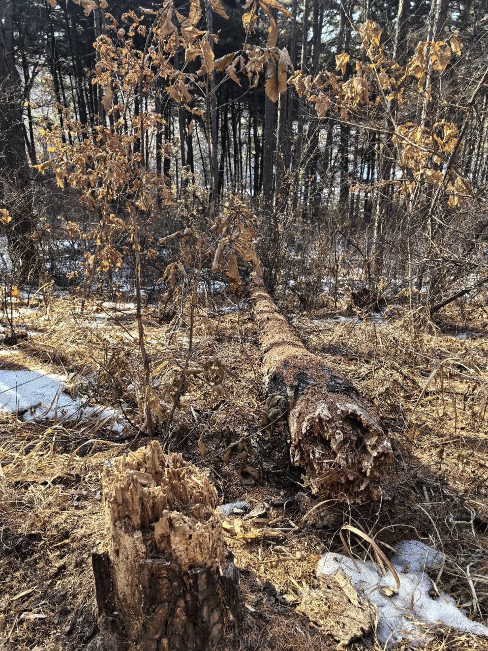 i1QSlIcUj1AXjO3zOUqIVYYMWVuezyK93FbglXydx6DsJX8H-EDkONRq2V78HiFD