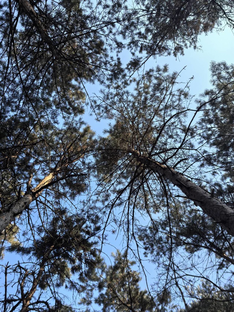 GwZbPEUSAVzbsf1sHFxYns-05SRUF0FFdLCq1n4nYZsD9EGgkUPo5vWmrLtq15PY