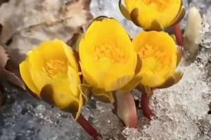 【游·小童】2021年3月20/21日游小童城市探险之：冰凌花的秘密！