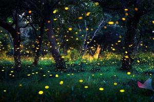 【游·小童】2022年7月8/9日游小童萤火虫之夜亲子夜徒活动招募！