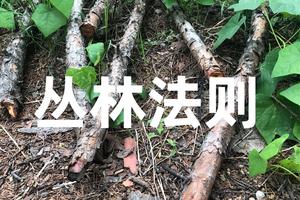 【游·小童】2022年6月28-29日乐享森林之“丛林法则”2日营报名开启！