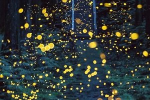 【童·探索】2024年7月13/14日游小童萤火虫之夜亲子徒步活动报名啦！