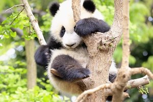 【童·双城】2025年4月3-6日游小童双城探索成都站！