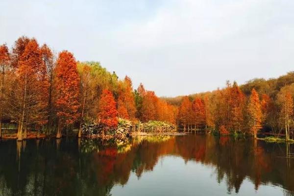 【金陵赏秋】相约紫金山，紫霞湖，明孝陵，欣赏南京最美风景！