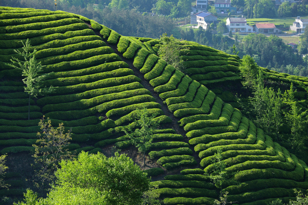 【自驾旅行】2020清明小长假=>陕南秦巴山腹地《紫阳茶园 凤堰梯田