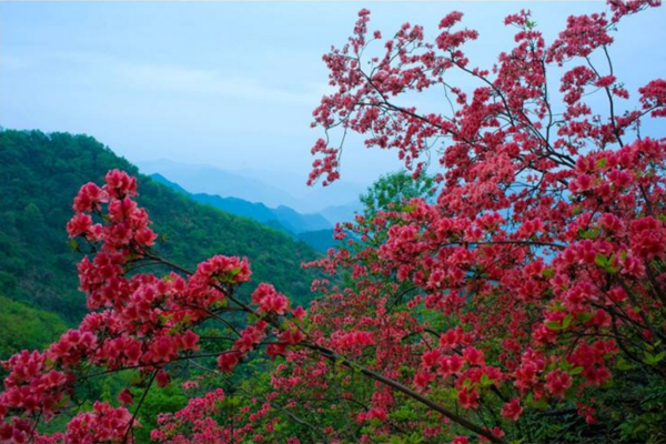 【云台山杜鹃】4月20非周末云台山杜鹃映山红、杭州周边最好的杜鹃花谷