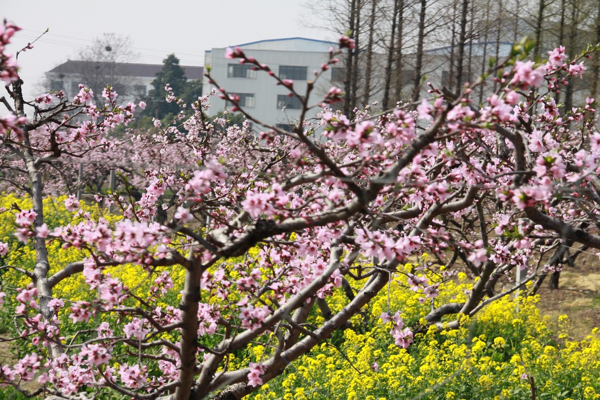 【3/31】賞花季,聯友戶外與你相約無錫陽山桃花節