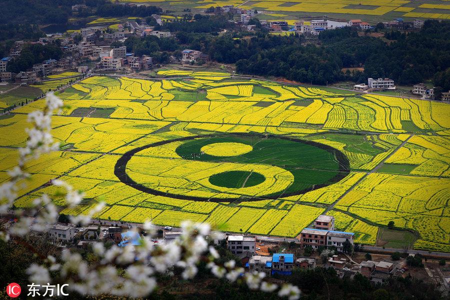 99踩线团—3月30日自驾衡阳库宗桥赏最美油菜花八卦图,金华山徒步一