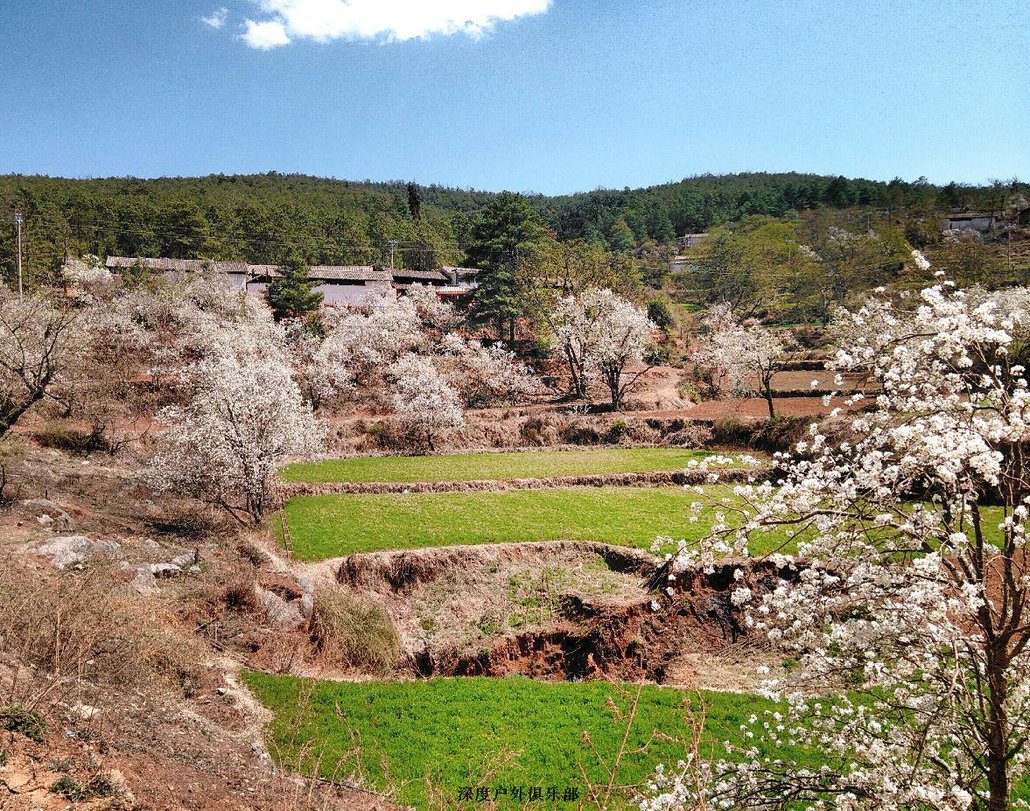 畅跑梨花村趣味越野赛2017鹤庆61奇峰梨花文化旅游节活动