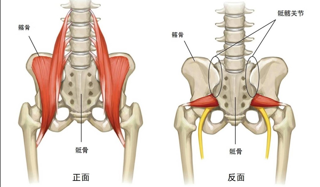 目的:舒缓臀部髋关节与旋转肌疲劳臀部骶骨按摩1