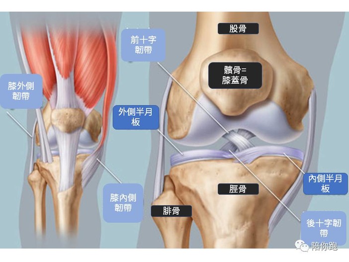 膝盖结构图正面图片