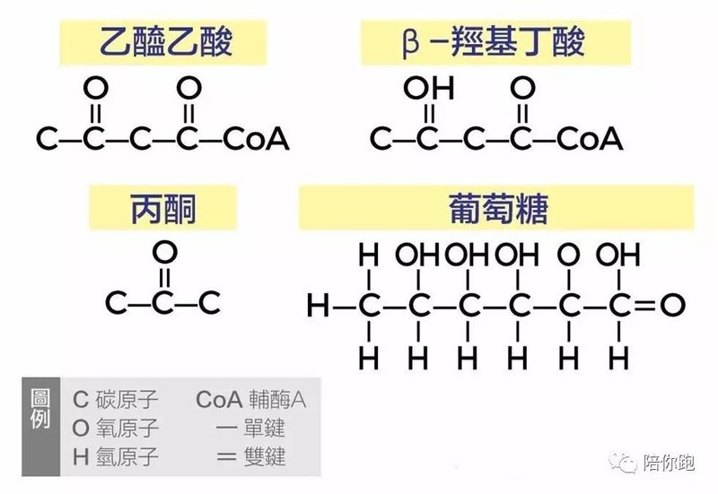 什麼是酮體?別想歪了...... - 陪你跑 - 運動裝備專家