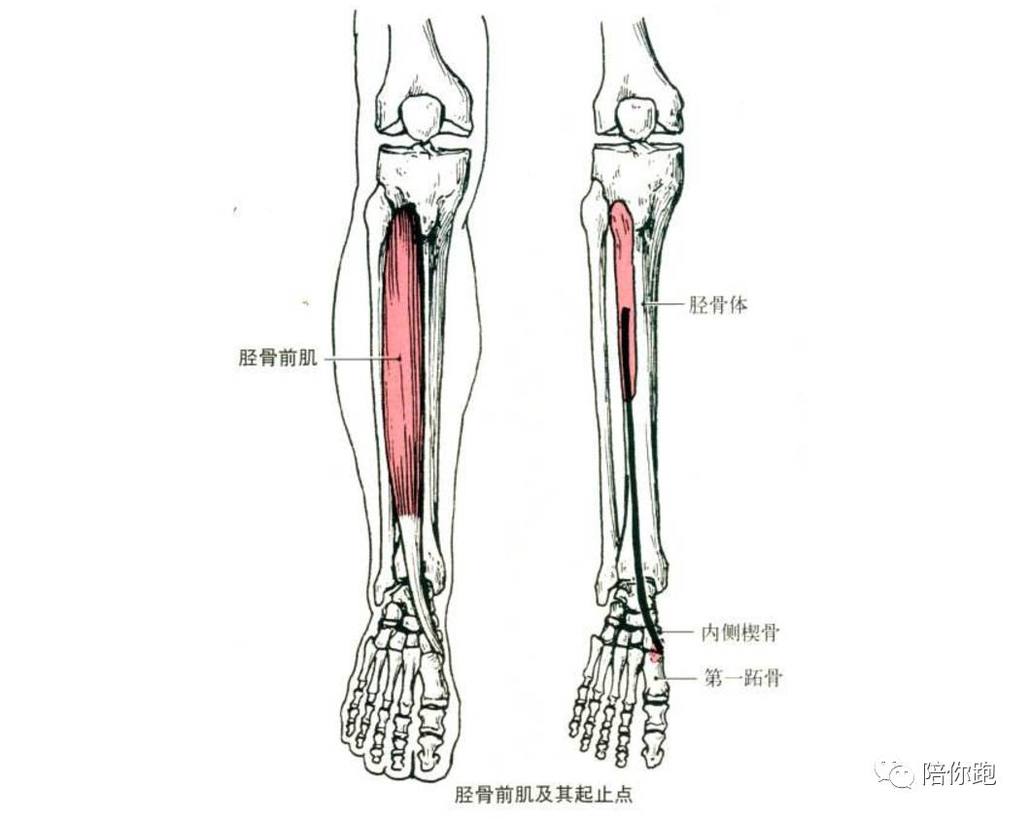 当胫骨前肌过于紧张时,会引起足踝前内侧,拇趾背侧和内侧的疼痛,甚至