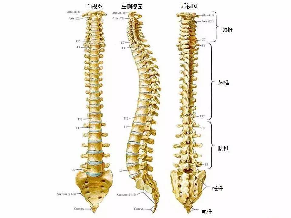 包括4个连结的椎骨 )骶椎 (1节,包括5个连结的椎骨 )腰椎 5节胸椎 12