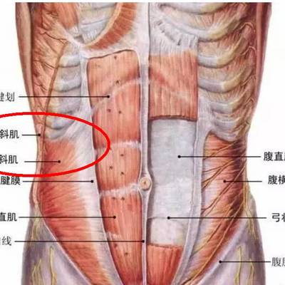 人鱼线在哪个部位图片