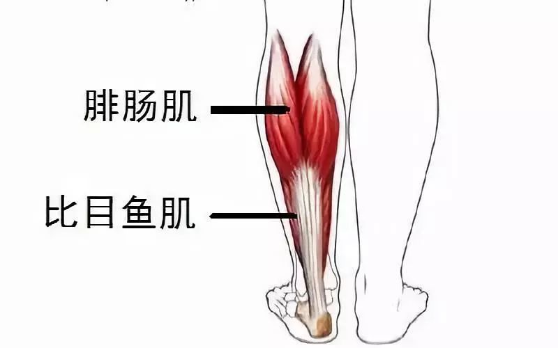 针对小腿「比目鱼肌」加强锻炼,打造小腿肚的修长线条.